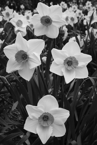 Daffodils Number 94 Reeves-Reed Arboretum Union County New Jersey (6394SA).jpg